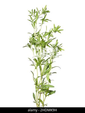 Satureja Hortensis, Sommer Bohnenkraut Stockfoto