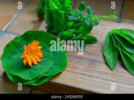 Gartenkraut, Kräuter Stockfoto