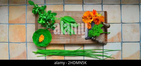 Gartenkraut, kulinarische Kräuter, Kräuter Stockfoto