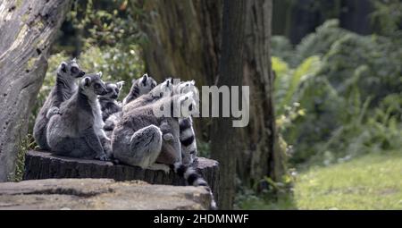 Lemur, Ringschwanzlemur, Strepsirhini, Lemuren, Ringschwanzlemuren, Strepsirrrhinis Stockfoto