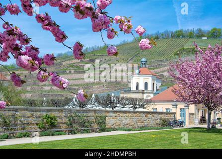 Kirschblüte, Schloss wackerbarth, Kirschblüten Stockfoto