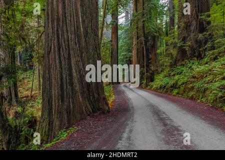 Magnificent Coast Redwoods entlang der Howland Hill Road im Jedediah Smith Redwoods State Park im Redwood National and State Park, Kalifornien, USA Stockfoto