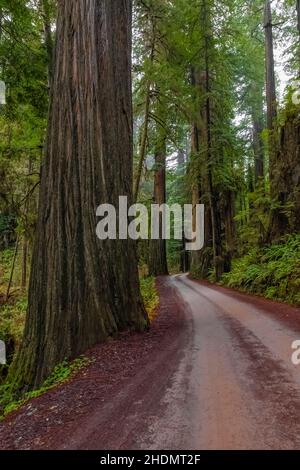 Magnificent Coast Redwoods entlang der Howland Hill Road im Jedediah Smith Redwoods State Park im Redwood National and State Park, Kalifornien, USA Stockfoto