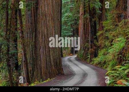 Magnificent Coast Redwoods entlang der Howland Hill Road im Jedediah Smith Redwoods State Park im Redwood National and State Park, Kalifornien, USA Stockfoto