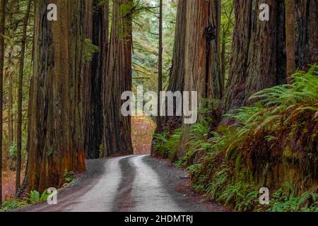 Magnificent Coast Redwoods entlang der Howland Hill Road im Jedediah Smith Redwoods State Park im Redwood National and State Park, Kalifornien, USA Stockfoto