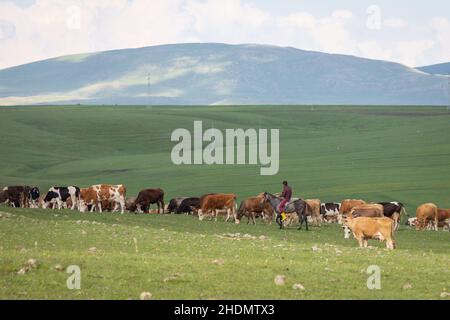 Ein berittene Schäferhund grast eine Herde Rinder auf einer Weide. Stockfoto