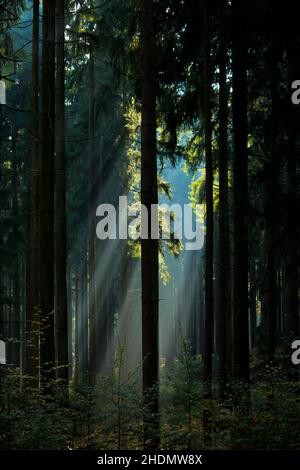 Wald, Lichtung, Sonnenstrahlen, Wälder, Holz, Wald, Wald, Waldlichtungen, Sonnenstrahlen, Sonnenstrahlen, Sonnenstrahlen, Sonnenstrahl, Sonnenstrahl, Sonnenstrahlen Stockfoto