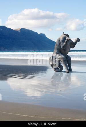 Elefant, Kopfstand, Elefanten, Kopfstand Stockfoto