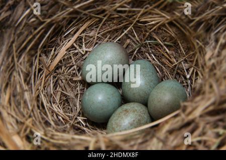 Vogelnest, Vogelei, Amsel Nest, Vogelnester, Vogeleier, amsel, Amsel Nester Stockfoto