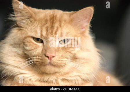Ingwer-Katze mit gelben Augen Stockfoto