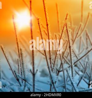 Zweig, Eiskristalle, Zweige, Eiskristall Stockfoto