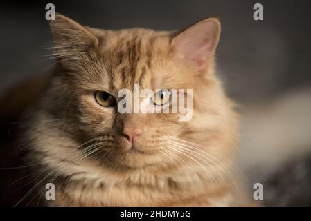 Ingwer-Katze mit gelben Augen Stockfoto