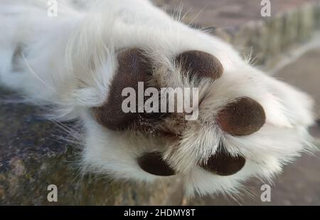 Hundepfote, Hundepfoten Stockfoto