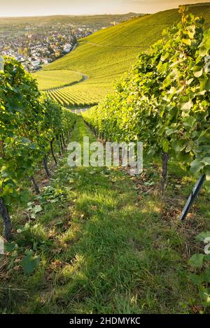 Weinberg, Weinbau, beutelsbach, Weinberge, Weinbau Stockfoto