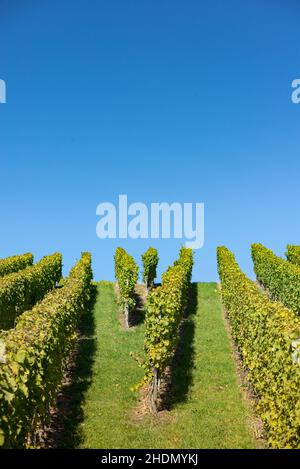 Weinberg, Weinbau, Weinreben, Weinberge, Weinbau Stockfoto