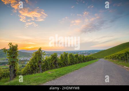 Weinberg, beutelsbach, Weinberge Stockfoto