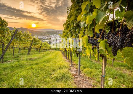 Weinberg, Weinbau, beutelsbach, Weinberge, Weinbau Stockfoto