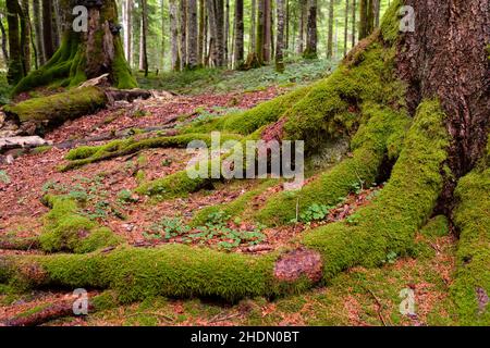 Wald, Moos, Wurzel, Baumwurzel, Wälder, Holz, Wald, Wald, Moose, Wurzeln, Baumwurzeln Stockfoto