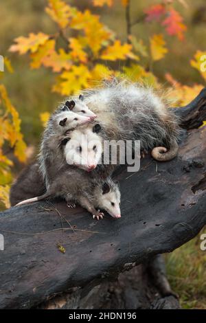 Virginia opossum (Didelphis virginiana) Mutter und Joeys stapelten sich auf dem Holzherbst - Gefangene Tiere Stockfoto