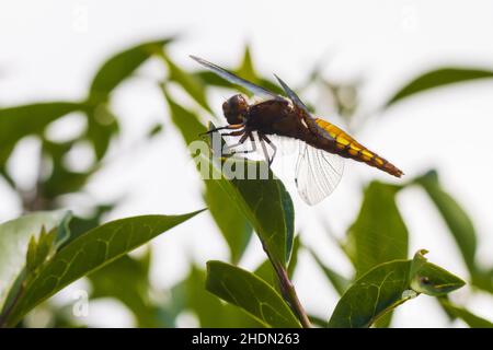 Nahaufnahme einer sitzenden Libellula depressa, der breitkörperigen Verfolgerfliege oder der breitkörperigen, farteren Libelle. Stockfoto