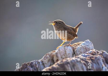 Nahaufnahme eines eurasischen Wren-Vogels, Troglodytes troglodytes, Vogelgesang in einem Wald im Frühling Stockfoto