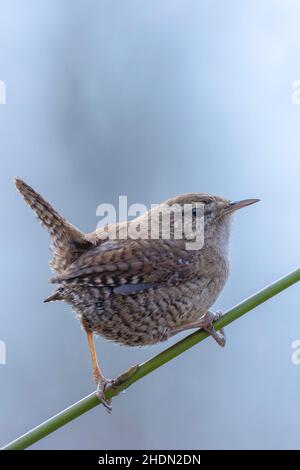 Nahaufnahme eines eurasischen Wren-Vogels, Troglodytes troglodytes, Vogelgesang in einem Wald im Frühling Stockfoto