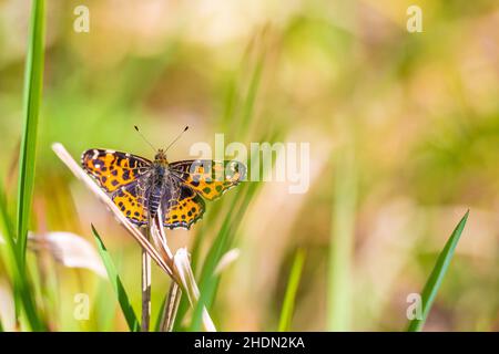 Nahaufnahme des Kartenschmetterlings, Araschnia levana, in der Frühjahrssaison Outfit mit offenen Flügeln, Draufsicht. Stockfoto