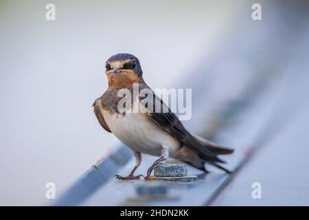 Schwalbe, Hirundo rustica, Küken gefüttert.. Eine große Gruppe dieser Scheune schwalbt auf Nahrungssuche und jagt Insekten und macht sich gelegentlich ausruhen Stockfoto