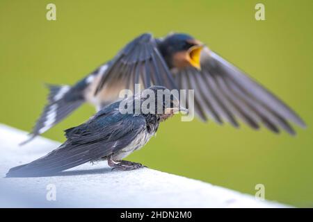 Schwalbe, Hirundo rustica, Küken gefüttert.. Eine große Gruppe dieser Scheune schwalbt auf Nahrungssuche und jagt Insekten und macht sich gelegentlich ausruhen Stockfoto