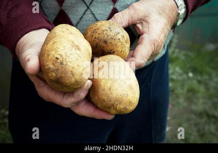 Kartoffel, Landwirt, Kartoffelernte, rohe Kartoffeln, Bauern, Kartoffelernte Stockfoto