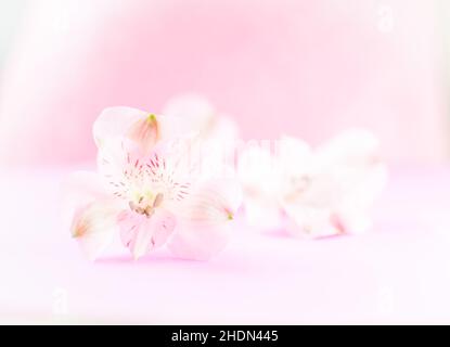 Abstrakter Hintergrund mit Blumenmuster und Pastellfarben. Rosafarbene Blumen in weichem Stil für Hochzeit oder valentinstag-Karte. Stockfoto