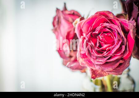 Verwelkt rote Rosen in einer klaren Vase, Bouquet Stockfoto