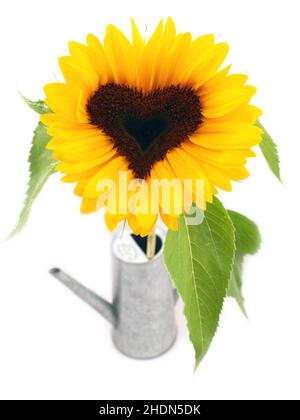 Sonnenblume, herzförmig, Sonnenblumen, herzförmig Stockfoto