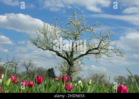 apfelbaum, Obstbaum, Obstbau, Obstgarten, Obstgarten, apfelbäume, Obstbäume, Obstgärten Stockfoto