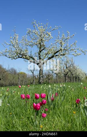 apfelbaum, Obstbaum, Obstbau, Obstgarten, Obstgarten, apfelbäume, Obstbäume, Obstgärten Stockfoto