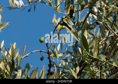 Oliven Früchte mit Blättern, hängen am Baum in einem Olivenhain Stockfoto