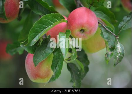 Äpfel, Malus domestica, braeburn Apfel, Apfel, Malus domesticas, braeburn Äpfel Stockfoto