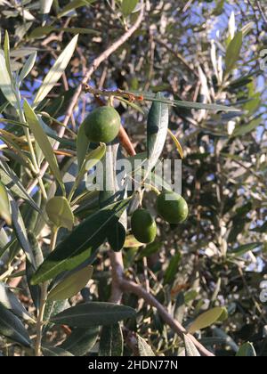 Oliven Früchte mit Blättern, hängen am Baum in einem Olivenhain Stockfoto