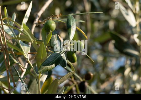 Oliven Früchte mit Blättern, hängen am Baum in einem Olivenhain Stockfoto