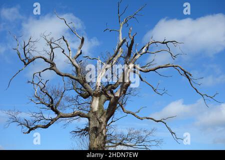 Baumkronen, Totholz, alte Eiche, Baumkronen, Totholz, Alte Eichen Stockfoto