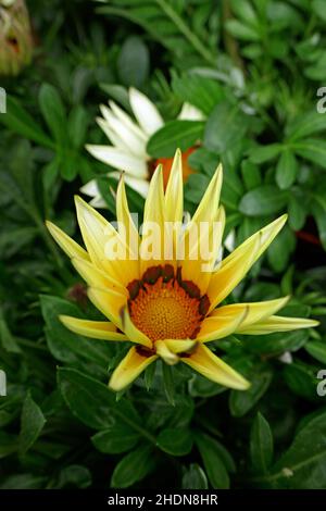 Gazania, Sonnentaler, Gazanias Stockfoto