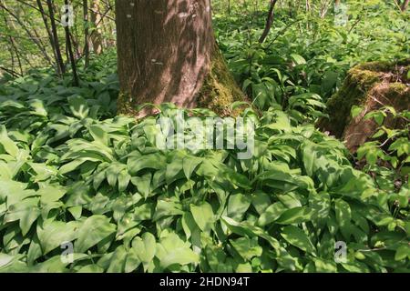 Wald, Ramson, Wälder, Holz, Wald, Wälder, Ramsons Stockfoto