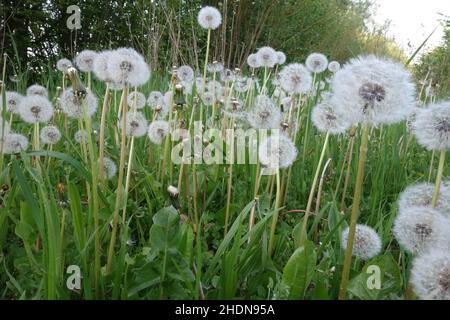 Löwenzahn, Blumenwiese, löwenzahn, Blumenwiesen Stockfoto