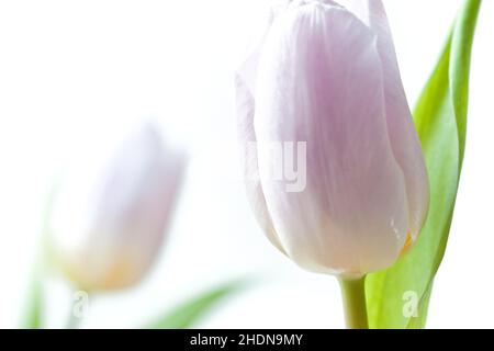 tulpe, Tulpen blühen, Tulpen, Tulpen blühen Stockfoto