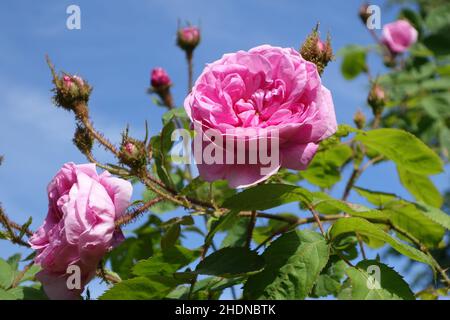 Moosrose Stockfoto