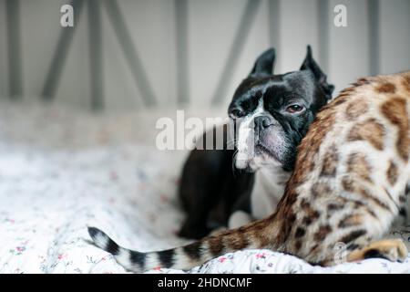 Freunde, kuscheln, boston Terrier, Freund, kuscheln, boston Terrier Stockfoto