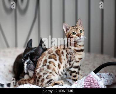 Katze, Hund, Freunde, Katzen, Hunde, Freund Stockfoto