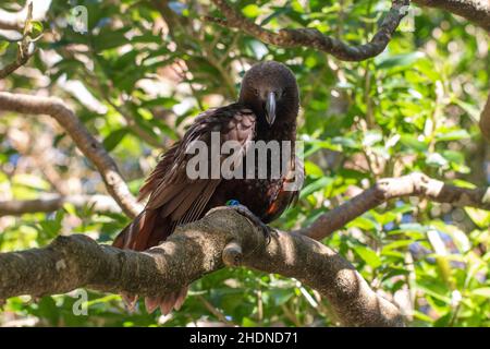 Kaka (Nestor meridionalis), ein gebürtiger neuseeländischer Papagei, in einem Baum, der aus den Schatten auf die Kamera blickt und bedrohlich aussieht Stockfoto