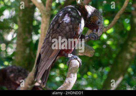 Kaka (Nestor meridionalis), ein gebürtiger neuseeländischer Papagei, der sich im Zealandia Ecosanctuary ernährt Stockfoto