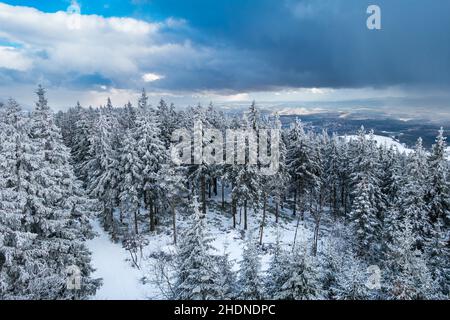 Schnee, Nadelbäume, Schnees Stockfoto